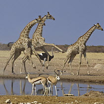 Angolan Giraffe (Giraffa giraffa angolensis) trio running with Ostrich (Struthio camelus) male and Springbok (Antidorcas marsupialis) males at waterhole in dry season, Etosha National Park, Namibia