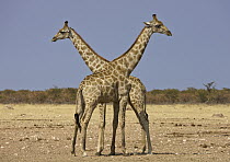 Angolan Giraffe (Giraffa giraffa angolensis) males facing off, Etosha National Park, Namibia