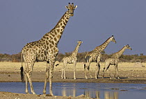 Angolan Giraffe (Giraffa giraffa angolensis) males of different ages at waterhole in dry season, Etosha National Park, Namibia