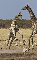 Angolan Giraffe (Giraffa giraffa angolensis) pair scaring Springbok (Antidorcas marsupialis) from waterhole in dry season, Etosha National Park, Namibia