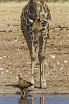 Angolan Giraffe (Giraffa giraffa angolensis) watching Steppe Eagle (Aquila nipalensis) at waterhole in dry season, Etosha National Park, Namibia