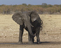 African Elephant (Loxodonta africana) mud bathing, Etosha National Park, Namibia