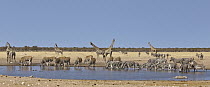 Angolan Giraffe (Giraffa giraffa angolensis) group, Common Elands (Tragelaphus oryx), Zebras (Equus quagga), and Hartmann's Mountain Zebras (Equus zebra hartmannae) at waterhole in dry season, Etosha...