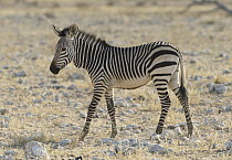 Mountain Zebra (Equus zebra) foal, Etosha National Park, Namibia