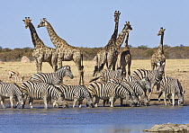 Angolan Giraffe (Giraffa giraffa angolensis) group and Zebras (Equus quagga) at waterhole in dry season, Etosha National Park, Namibia