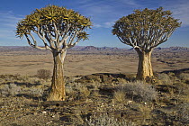Quiver Tree (Aloe dichotoma) pair in desert, Namib Desert, Namibia