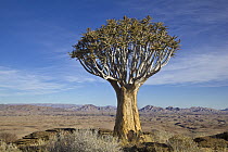 Quiver Tree (Aloe dichotoma) in desert, Namib Desert, Namibia