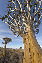 Quiver Tree (Aloe dichotoma) trio, Namib Desert, Namibia