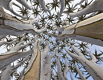 Quiver Tree (Aloe dichotoma) trunk, Namib Desert, Namibia