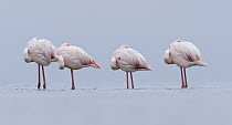 European Flamingo (Phoenicopterus roseus) group roosting, Walvis Bay, Namibia