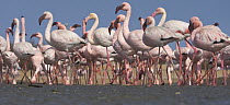 Lesser Flamingo (Phoenicopterus minor) flock, Walvis Bay, Namibia