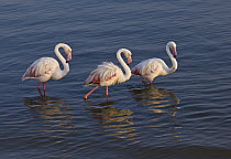 European Flamingo (Phoenicopterus roseus) group wading, Walvis Bay, Namibia