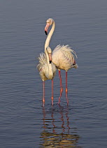 European Flamingo (Phoenicopterus roseus) and juvenile, Walvis Bay, Namibia