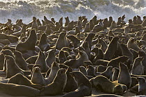 Cape Fur Seal (Arctocephalus pusillus) colony, Namibia