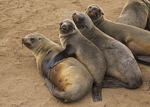 Cape Fur Seal (Arctocephalus pusillus) group huddling together for warmth, Cape Cross, Namibia