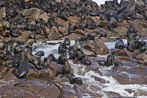 Cape Fur Seal (Arctocephalus pusillus) colony, Cape Cross, Namibia