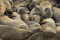 Cape Fur Seal (Arctocephalus pusillus) group sleeping in colony, Cape Cross, Namibia
