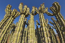 Spurge (Euphorbia virosa) cactii, Namib Desert, Namibia