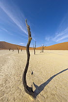 Dead trees in front of sand dunes, Sossusvlei, Namib-Naukluft National Park, Namibia