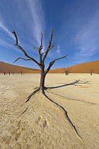 Dead trees in front of sand dunes, Sossusvlei, Namib-Naukluft National Park, Namibia