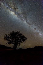 Milky Way over tree, Namib Desert, Namibia