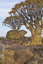 Rock Hyrax (Procavia capensis) and Quiver Trees (Aloe dichotoma), Quiver Tree Forest, Namibia