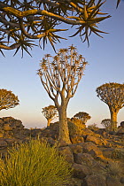 Quiver Tree (Aloe dichotoma) group, Quiver Tree Forest, Namibia