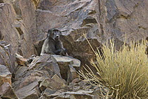 Chacma Baboon (Papio ursinus) sub-adult male, Namibia