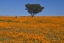 Glandular Cape Marigold (Dimorphotheca sinuata) flowers in spring, Namaqualand, South Africa