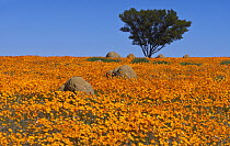 Glandular Cape Marigold (Dimorphotheca sinuata) flowers in spring, Namaqualand, South Africa