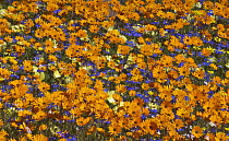 Glandular Cape Marigold (Dimorphotheca sinuata), Kingfisher Daisy (Felicia bergeriana), and yellow daisy flowers in spring, Namaqualand, South Africa