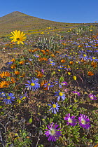 Kingfisher Daisy (Felicia bergeriana) and Dew Flower (Drosanthemum hispidum) flowers in spring, Namaqualand, South Africa