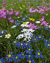 Kingfisher Daisy (Felicia bergeriana), Rain Daisy (Dimorphotheca pluvialis), and Painted Petal (Lapeirousia silenoides) flowers in spring, Namaqualand, South Africa