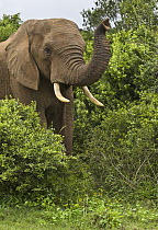 African Elephant (Loxodonta africana) male smelling air, Addo National Park, South Africa