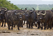 Cape Buffalo (Syncerus caffer) herd on road during rainfall, Addo National Park, South Africa