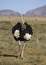 Ostrich (Struthio camelus) male running, Mountain Zebra National Park, South Africa