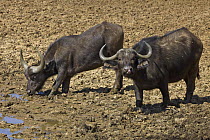 Cape Buffalo (Syncerus caffer) pair in mud, Mokala National Park, South Africa