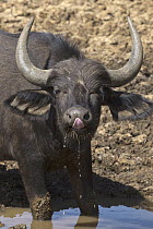 Cape Buffalo (Syncerus caffer) drinking, Mokala National Park, South Africa