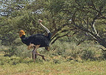 Ostrich (Struthio camelus) male in breeding plumage, Mokala National Park, South Africa