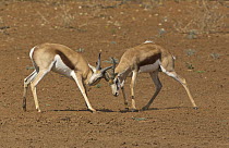 Springbok (Antidorcas marsupialis) males fighting, Mokala National Park, South Africa