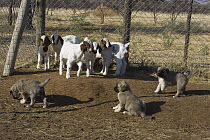Anatolian Shepherd (Canis familiaris) puppies in coral with Domestic Goat (Capra hircus) kids to bond, as adults, the dogs are used as livestock protection from cheetahs, Cheetah Conservation Fund, Na...