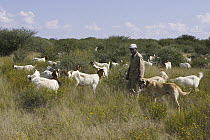 Anatolian Shepherd (Canis familiaris), used to protect Domestic Goat (Capra hircus) herd from cheetahs, Cheetah Conservation Fund, Namibia