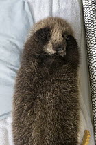 Sea Otter (Enhydra lutris) orphaned pup, three weeks old, Alaska SeaLife Center, Seward, Alaska