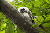 Cotton-top Tamarin (Saguinus oedipus) father with three week old baby, northern Colombia