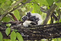 Cotton-top Tamarin (Saguinus oedipus) twins, one month old, on father's back, northern Colombia