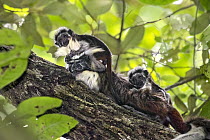 Cotton-top Tamarin (Saguinus oedipus) twins, one month old, on male, northern Colombia