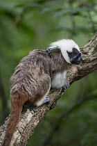 Cotton-top Tamarin (Saguinus oedipus) with tracking collar, northern Colombia