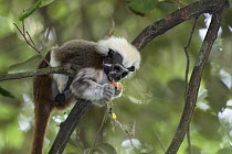 Cotton-top Tamarin (Saguinus oedipus) feeding on arthropod, northern Colombia