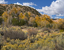 Rubber Rabbitbrush (Chrysothamnus nauseosus) and Cottonwood (Populus sp) trees in autumn, Santa Fe National Forest, New Mexico
