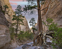 Ponderosa Pine (Pinus ponderosa) trees in slot canyon, Kasha-Katuwe Tent Rocks National Monument, New Mexico